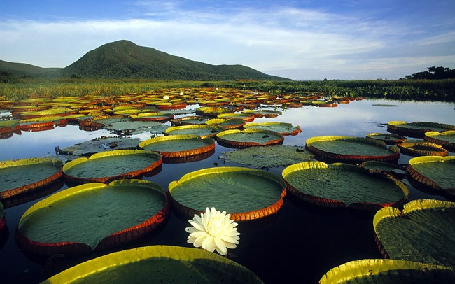 Pantanal-Matogrossense-Foto-Miquitos-CCBY-SA