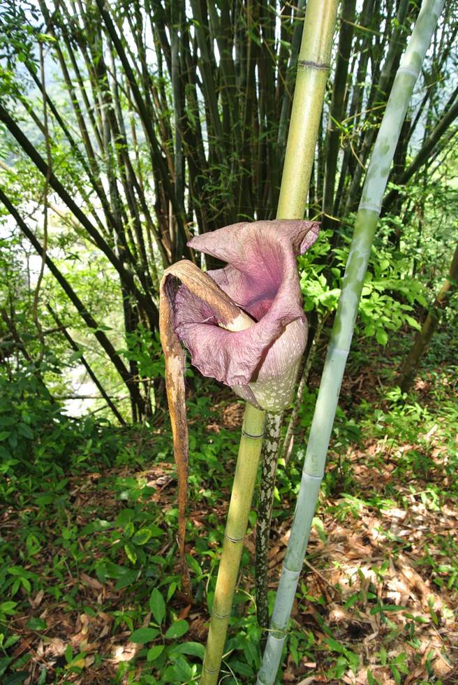 台灣原生蒟蒻開花花株178公分高 巴西華人資訊網
